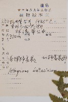 麥稈蹄蓋蕨藏品圖，第2張