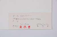 麥稈蹄蓋蕨藏品圖，第3張