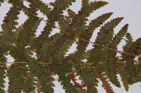 麥稈蹄蓋蕨藏品圖，第4張