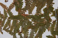 麥稈蹄蓋蕨藏品圖，第5張