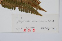 綿馬鱗毛蕨藏品圖，第2張
