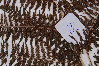 多齒蹄蓋蕨藏品圖，第4張