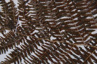 多齒蹄蓋蕨藏品圖，第5張