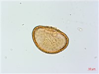 多齒蹄蓋蕨藏品圖，第2張