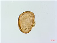 多齒蹄蓋蕨藏品圖，第3張