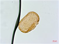 多齒蹄蓋蕨藏品圖，第4張