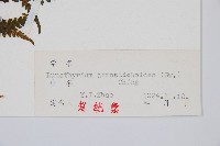 峨眉蕨藏品圖，第2張