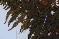 峨眉蕨藏品圖，第4張