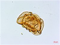 峨眉蕨藏品圖，第3張