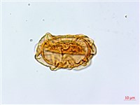 峨眉蕨藏品圖，第4張