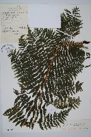 假冷麻藏品圖，第1張