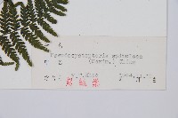 假冷麻藏品圖，第2張