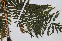 假冷麻藏品圖，第3張