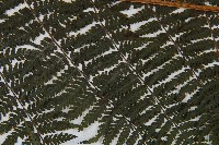 假冷麻藏品圖，第4張