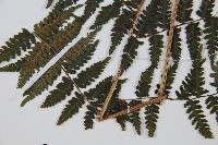 假冷麻藏品圖，第5張