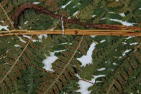 大理峨眉蕨藏品圖，第3張