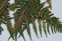 大理峨眉蕨藏品圖，第5張