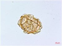 大理峨眉蕨藏品圖，第4張