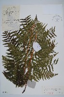 美麗鱗毛蕨藏品圖，第1張