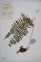 三叉耳蕨藏品圖，第1張