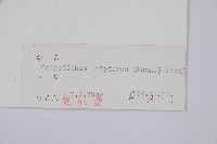 三叉耳蕨藏品圖，第2張