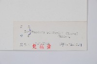 溪洞碗蕨藏品圖，第2張