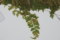 溪洞碗蕨藏品圖，第4張