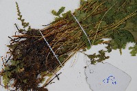 溪洞碗蕨藏品圖，第5張