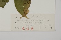 登錄號:P004013藏品圖，第5張