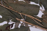 登錄號:P004013藏品圖，第7張