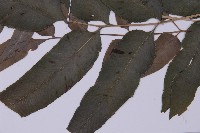 登錄號:P004013藏品圖，第8張