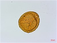 登錄號:P004013藏品圖，第2張