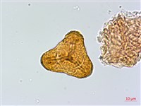 登錄號:P004013藏品圖，第3張