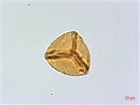 登錄號:P004013藏品圖，第4張