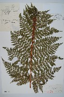 廣布鱗毛蕨藏品圖，第1張