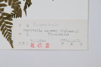 廣布鱗毛蕨藏品圖，第2張