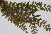 登錄號:P004015藏品圖，第3張