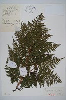 東北角蕨藏品圖，第1張