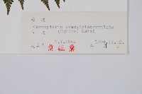 東北角蕨藏品圖，第2張