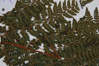 東北角蕨藏品圖，第5張