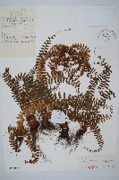 鞭葉耳蕨藏品圖，第1張