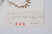 鞭葉耳蕨藏品圖，第2張