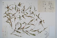 過山蕨藏品圖，第1張