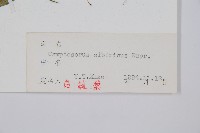 過山蕨藏品圖，第2張