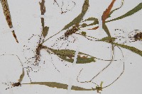 過山蕨藏品圖，第3張