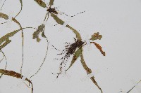 過山蕨藏品圖，第4張