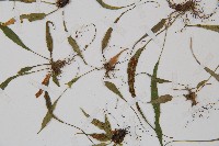 過山蕨藏品圖，第5張