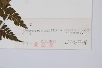 山地鱗毛蕨藏品圖，第2張