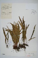 烏蘇里瓦葦藏品圖，第1張