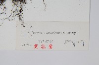 烏蘇里瓦葦藏品圖，第2張